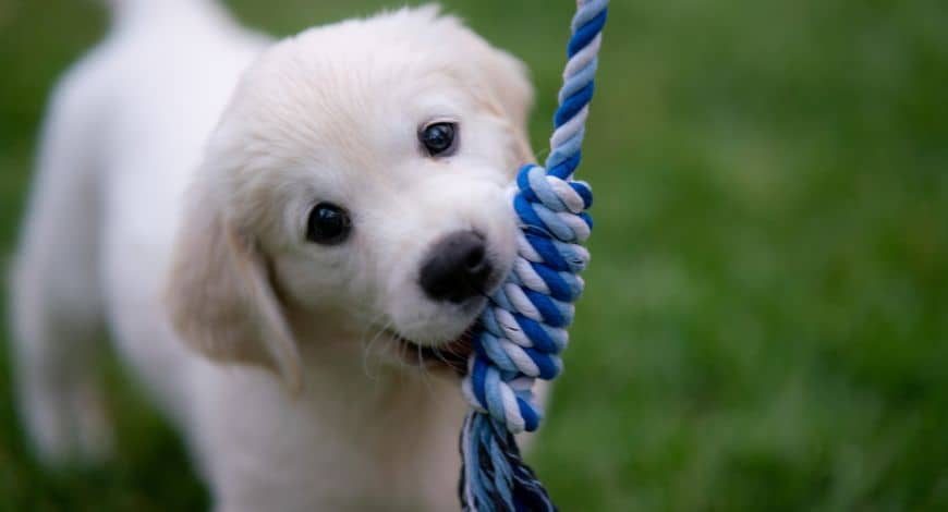 Dientes de leche en los perros: todo lo que debes saber